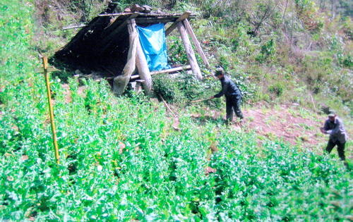 Phá bỏ nương thuốc phiện