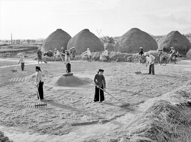 Tính đến cuối năm 1967, 70% HTX của Vĩnh Phúc đạt năng suất bình quân từ 5 tấn - trên 7 tấn/ha; sản lượng lương thực quy thóc đạt 222.000 tấn, tăng hơn năm trước 4.000 tấn, góp phần cải thiện đời sống nhân dân, làm thay đổi diện mạo của nông thôn Vĩnh Phúc giữa những năm 60 của thế kỷ XX. Trong ảnh: Khẩn trương thu hoạch nhanh vụ chiêm 1966, HTX Tiên Hường (Vĩnh Phúc) đã làm xong nghĩa vụ 125 tấn với Nhà nước. Ảnh: Phạm Tuệ/TTXVN